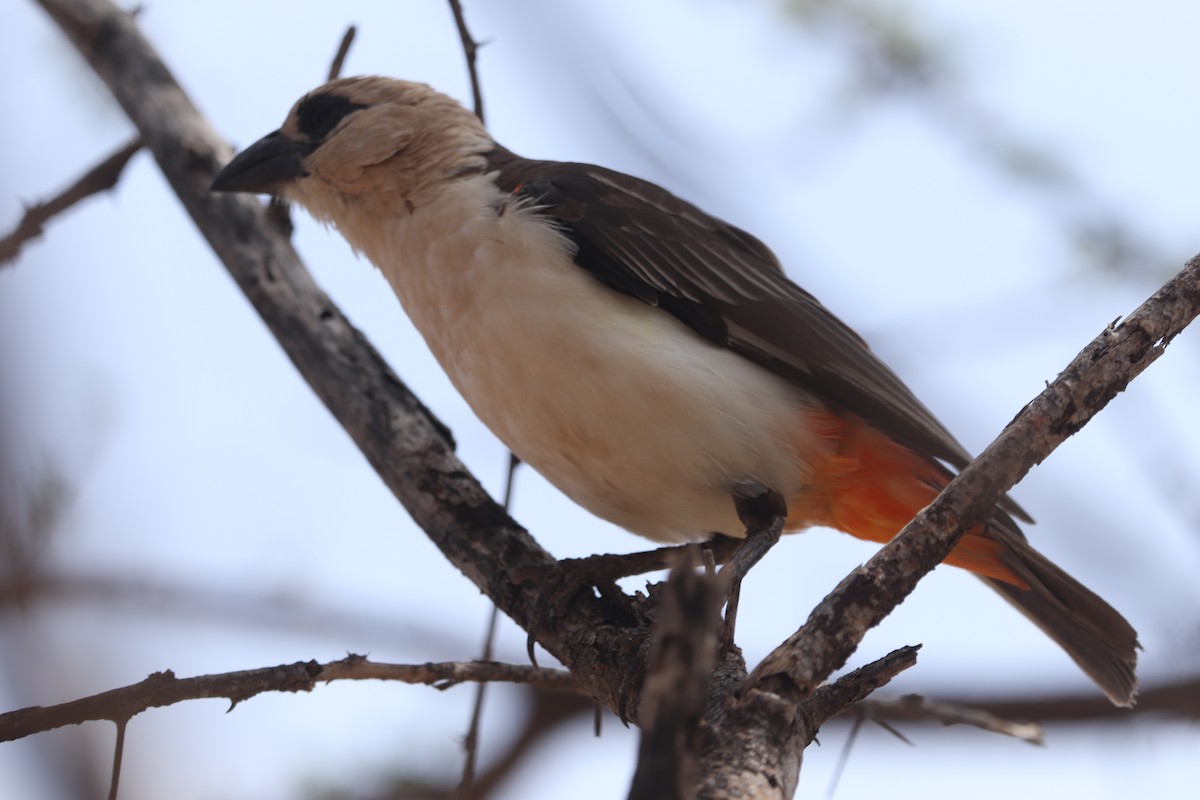 Bufalero Cabeciblanco - ML646032376