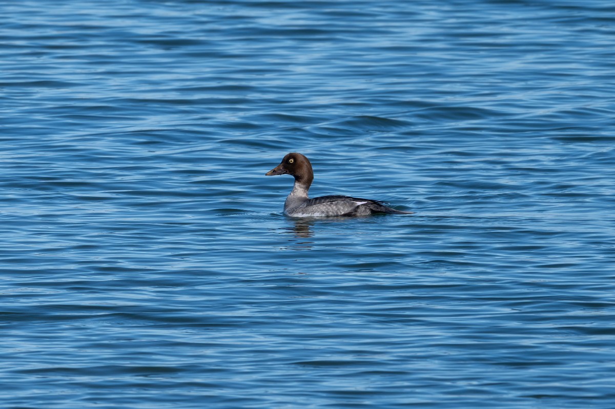 Porrón Osculado - ML646032379