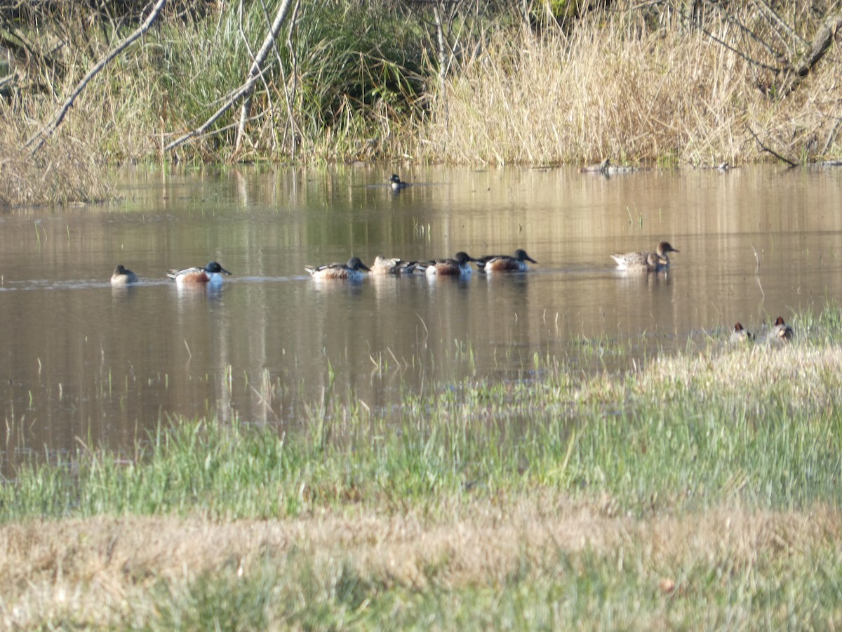 Northern Shoveler - ML646032380