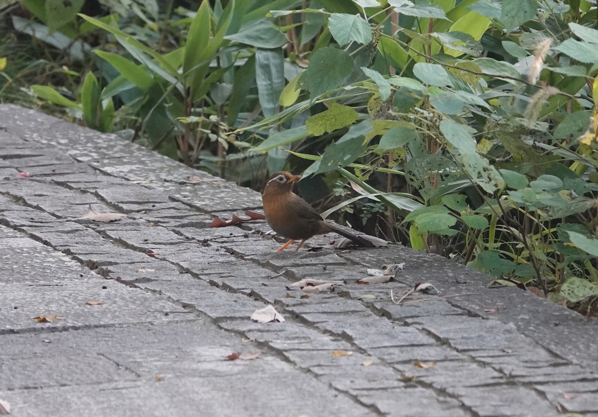 Charlatán Canoro - ML646032382