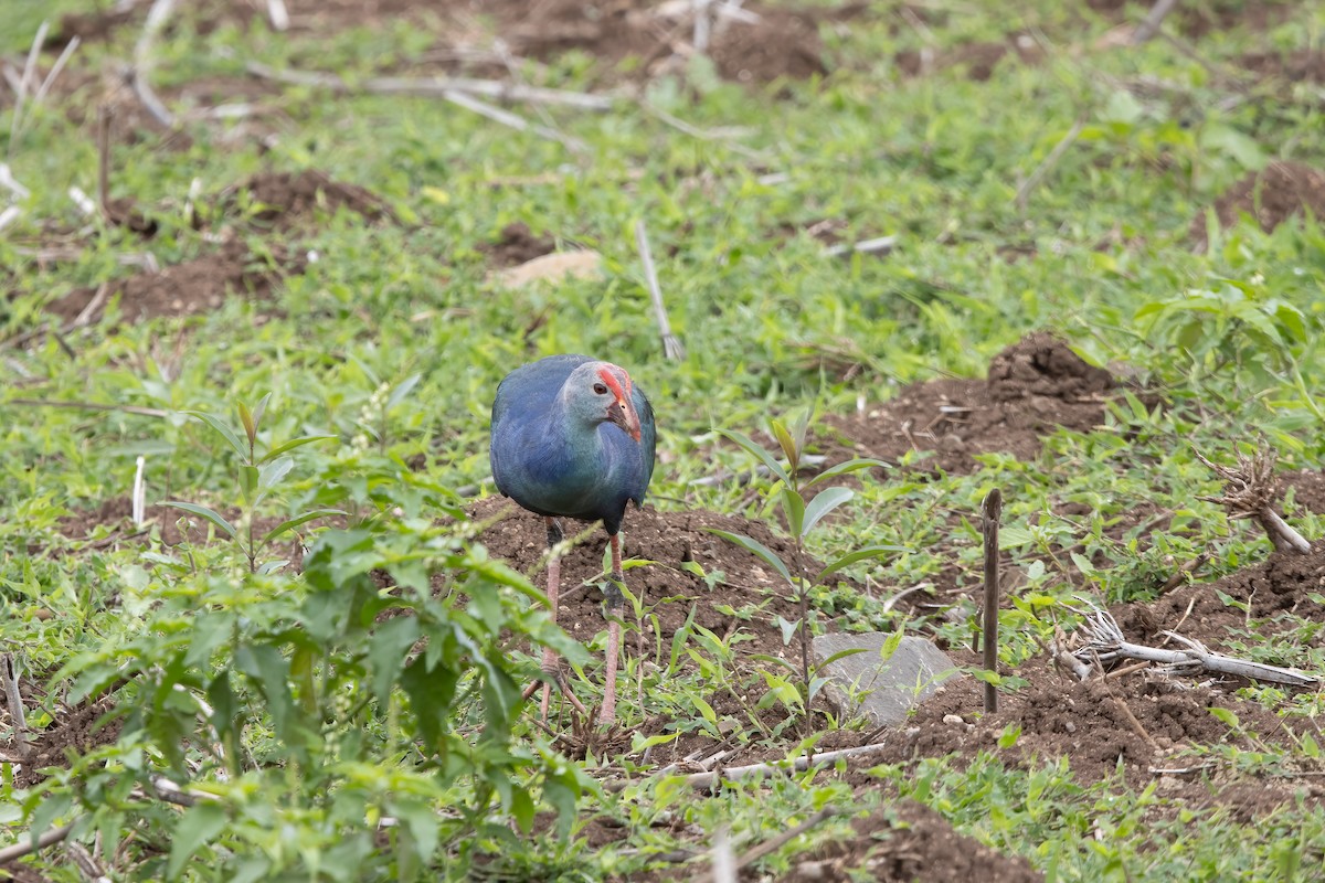 Calamón Cabecigrís - ML646032385