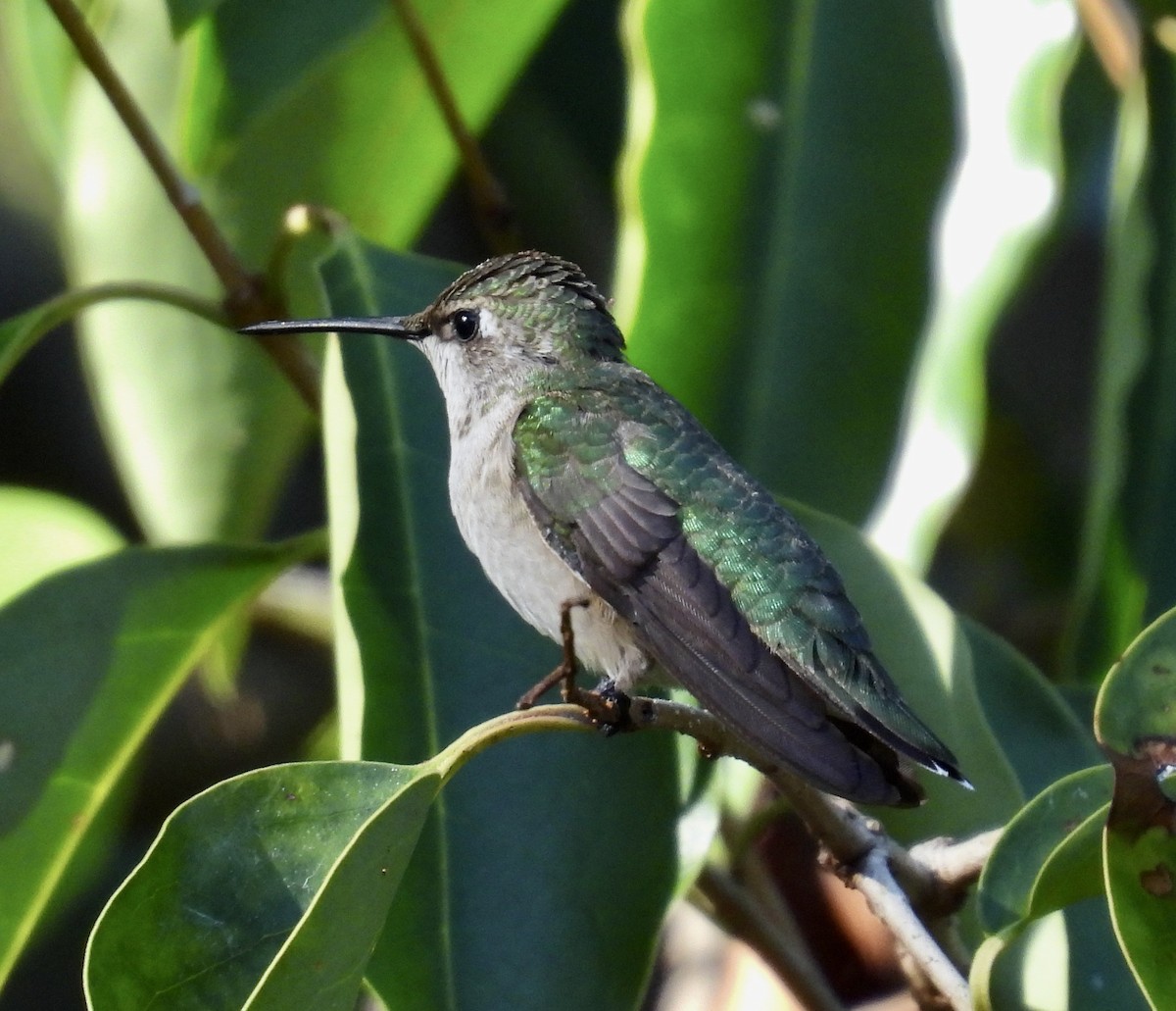 Colibrí Gorjirrubí - ML646032388