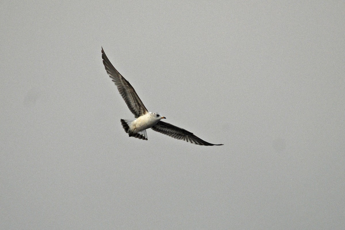 Gaviota Cana - ML646032390