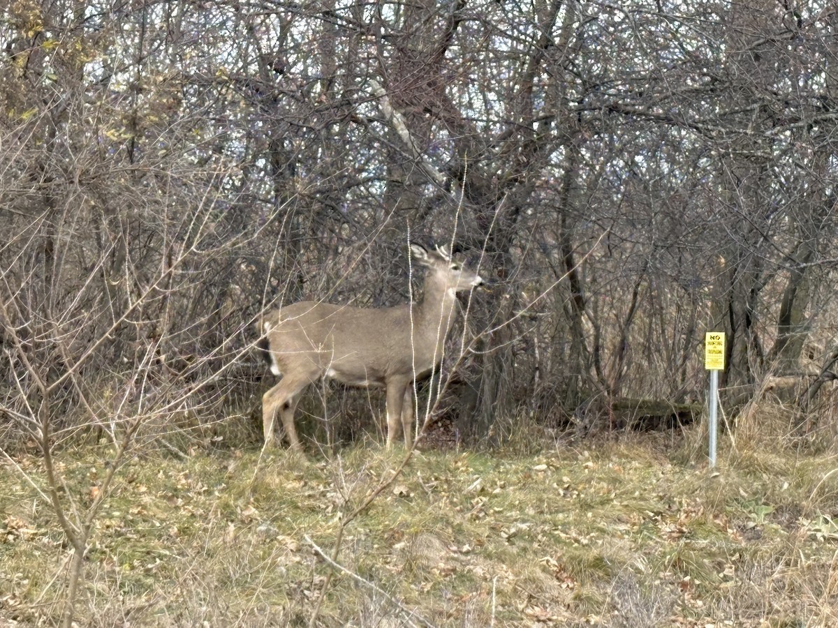 White-tailed Deer - ML646032393