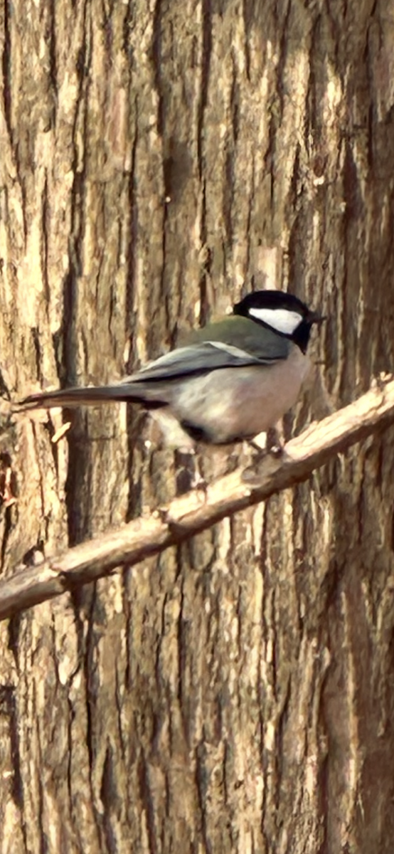 Carbonero Oriental - ML646032394