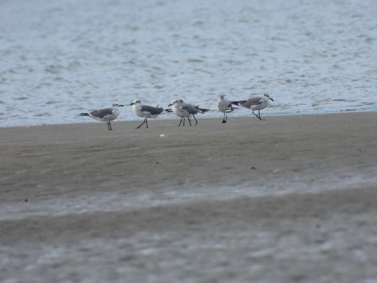 Gaviota Guanaguanare - ML646032395