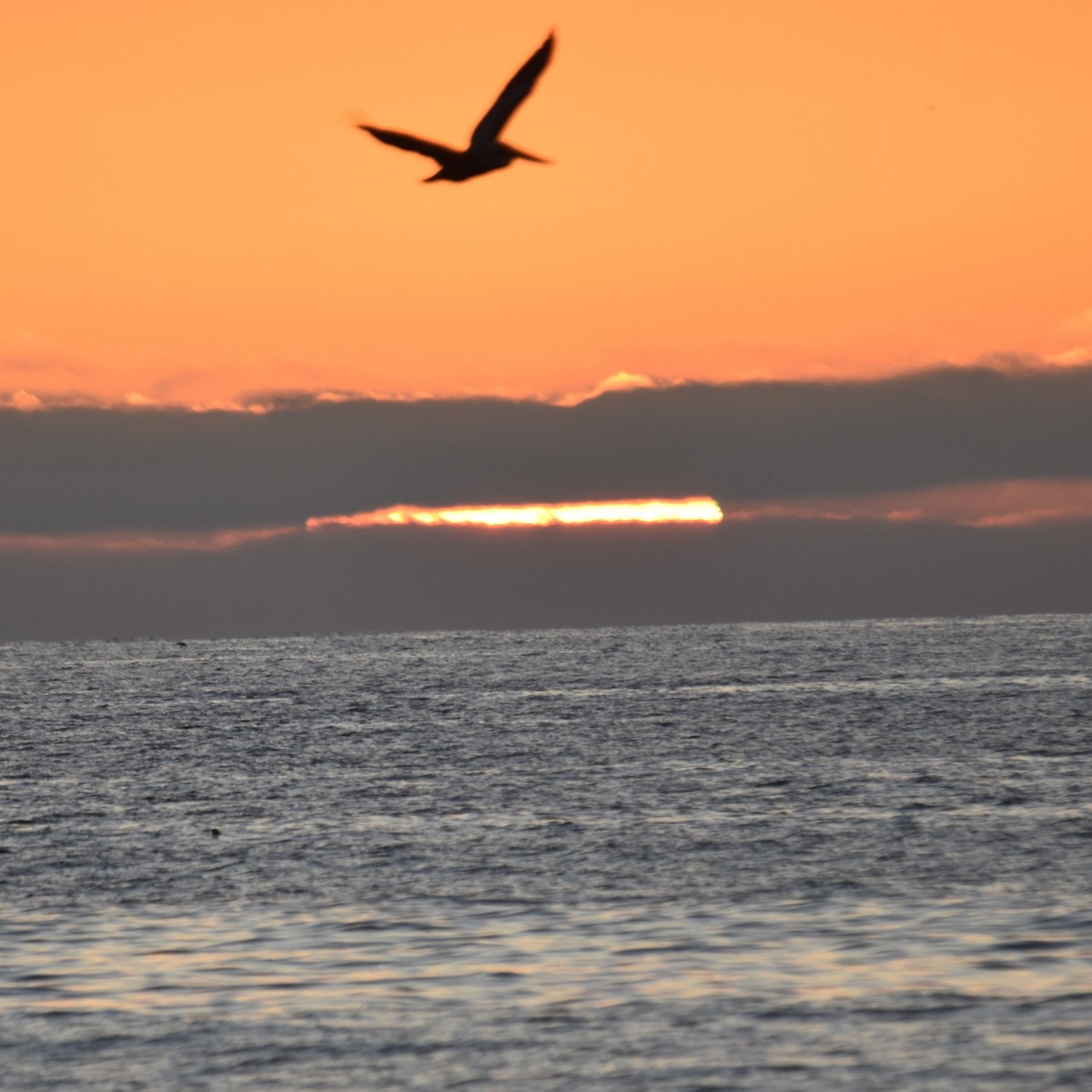 Pelícano Pardo - ML646032401