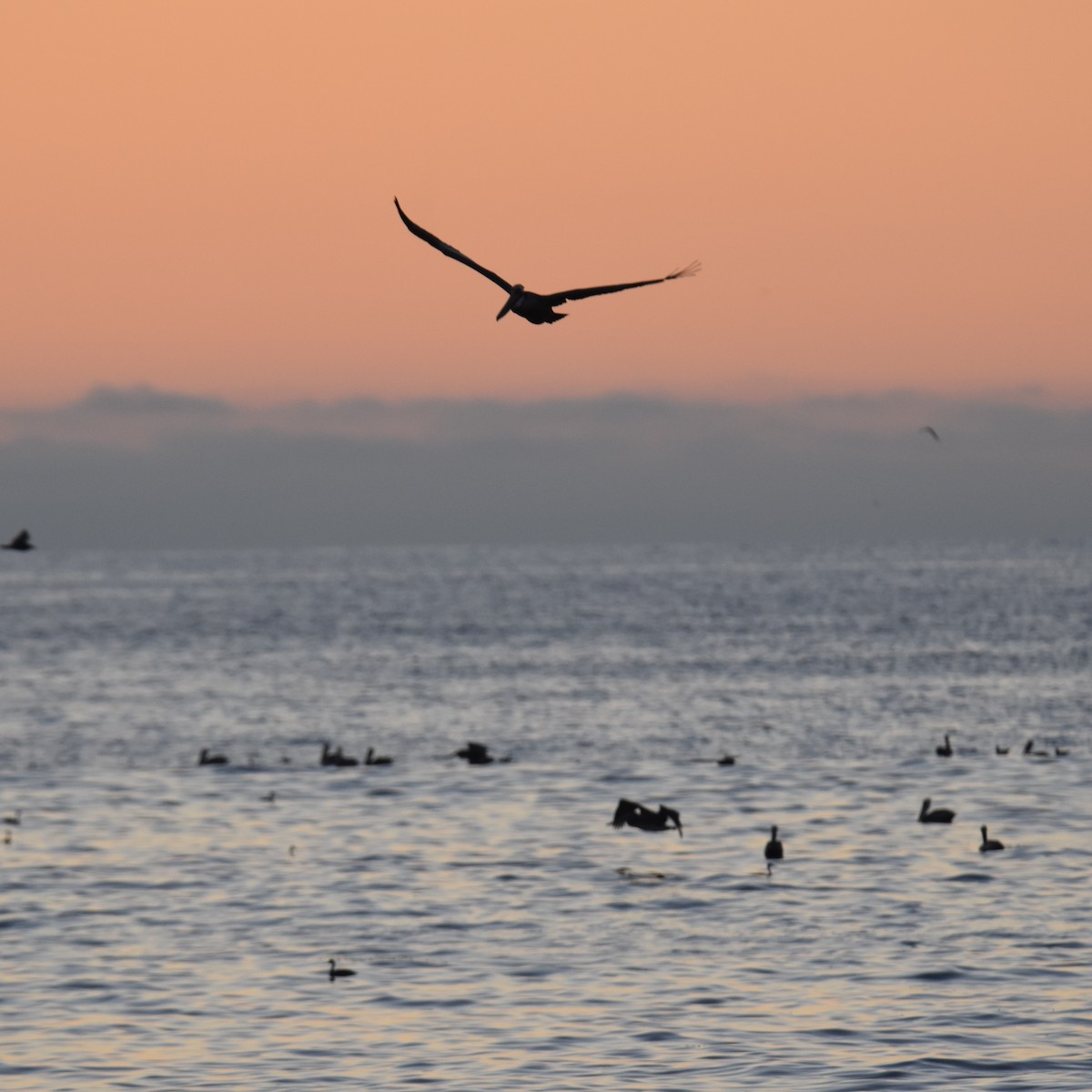 Pelícano Pardo - ML646032402