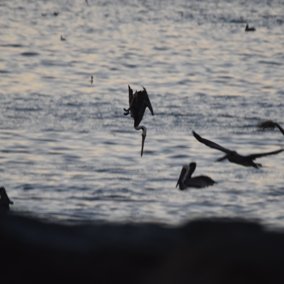 Pelícano Pardo - ML646032403