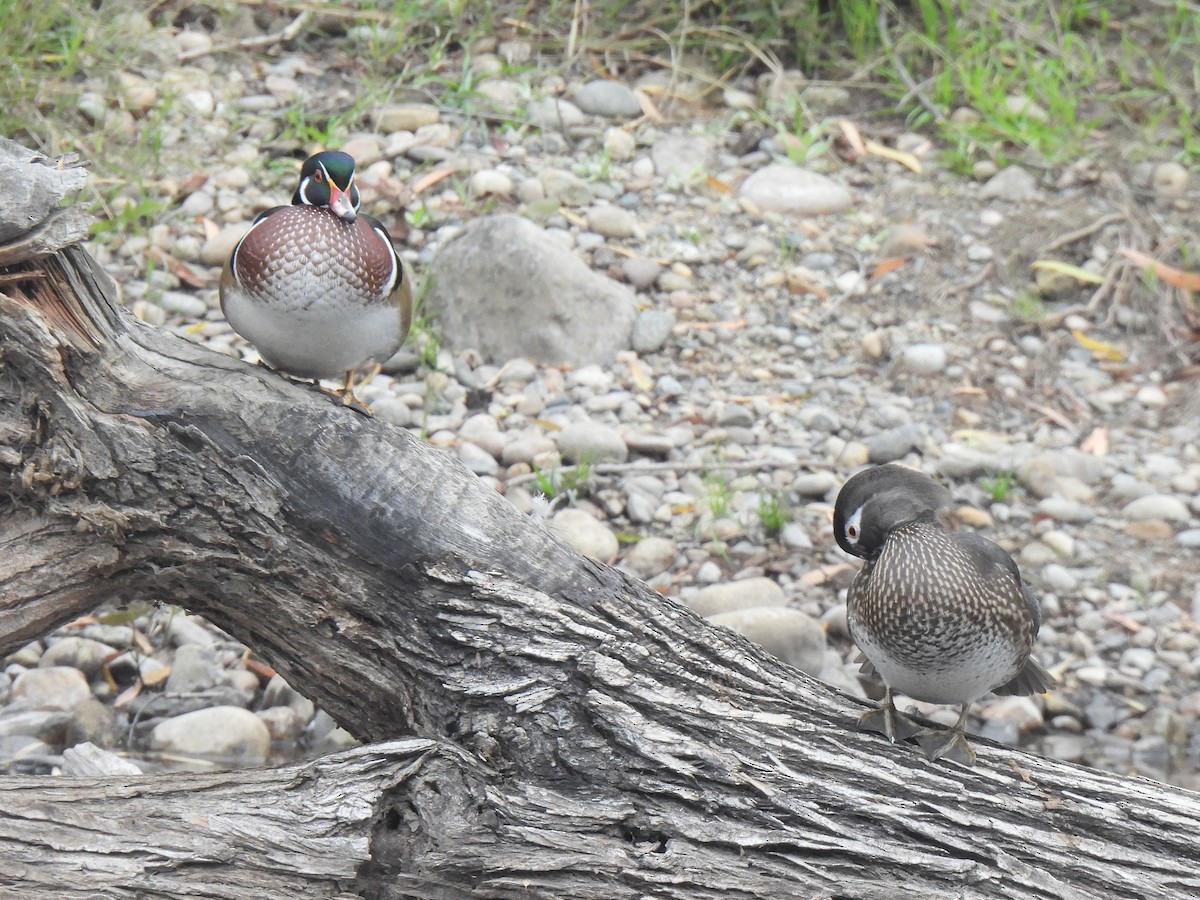 Pato Joyuyo - ML646032404