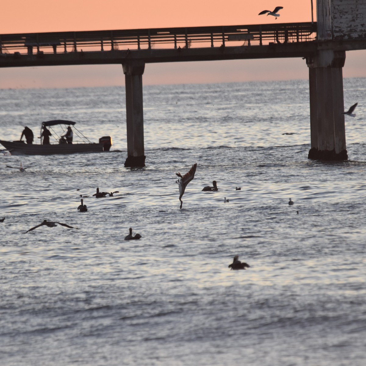 Pelícano Pardo - ML646032405