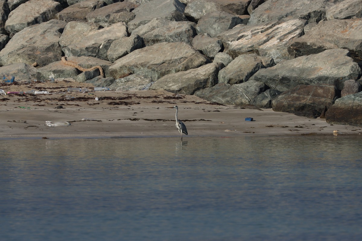 Garza Real - ML646032406