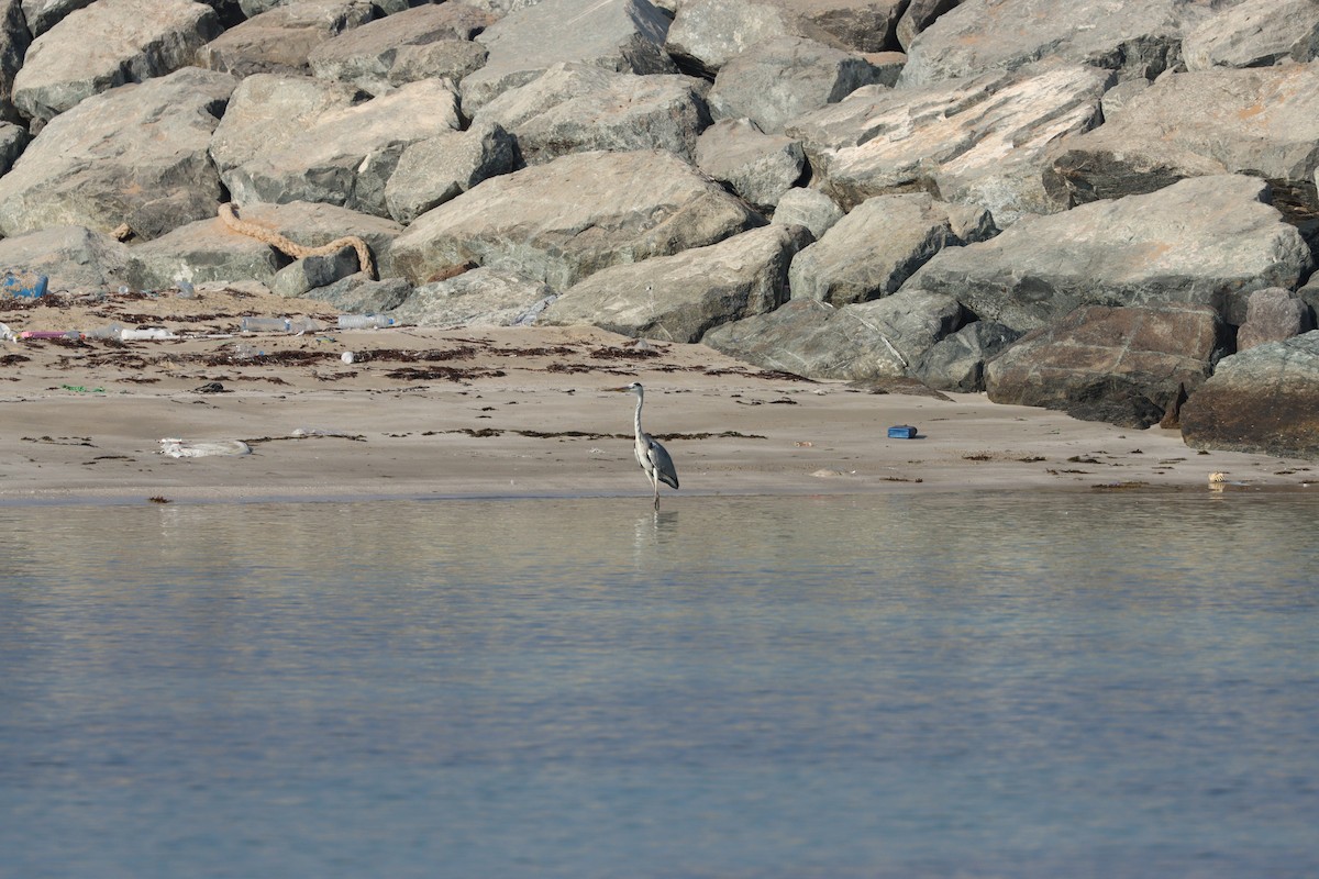 Garza Real - ML646032407