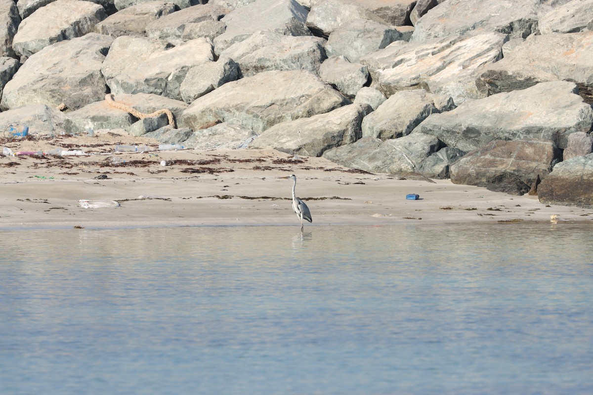 Garza Real - ML646032408