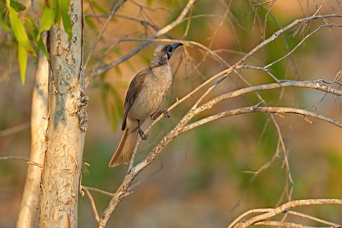 Filemón Goligualdo - ML646032410