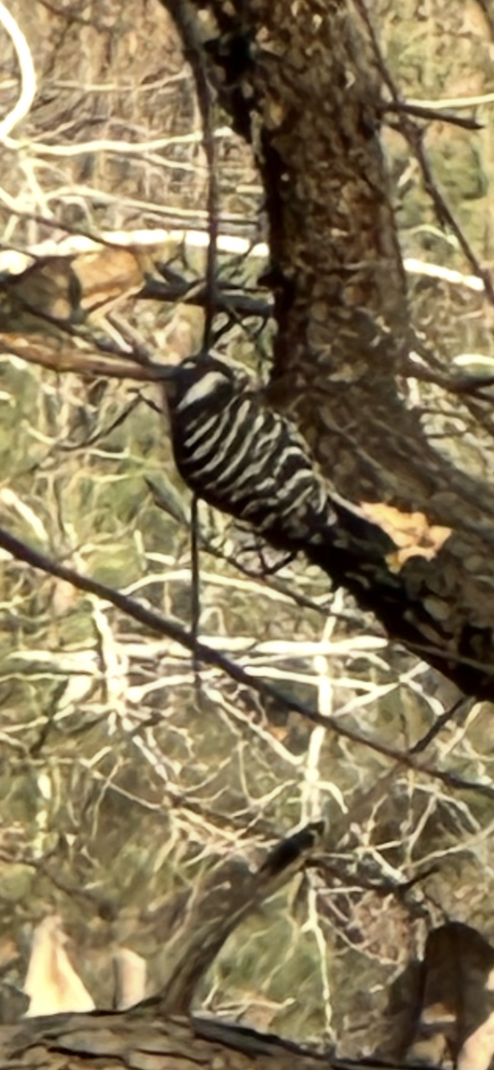 Pico Kizuki - ML646032411