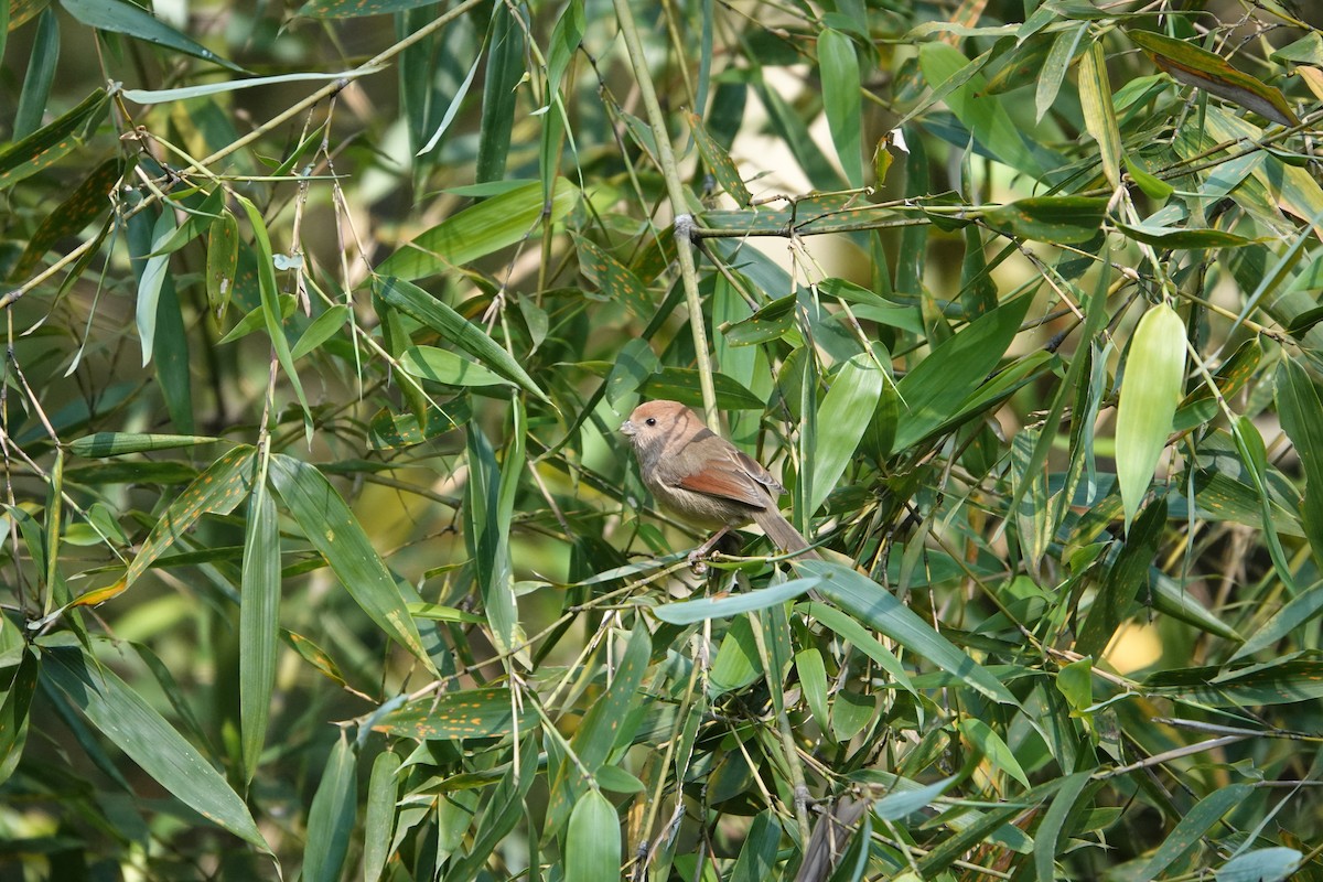 Vinous-throated Parrotbill - ML646032412