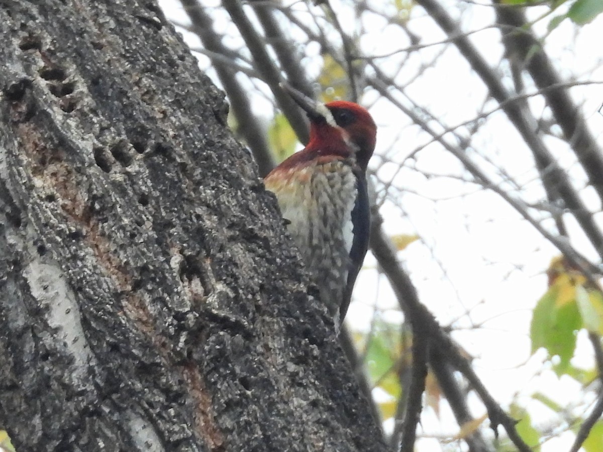 Chupasavia Pechirrojo - ML646032413
