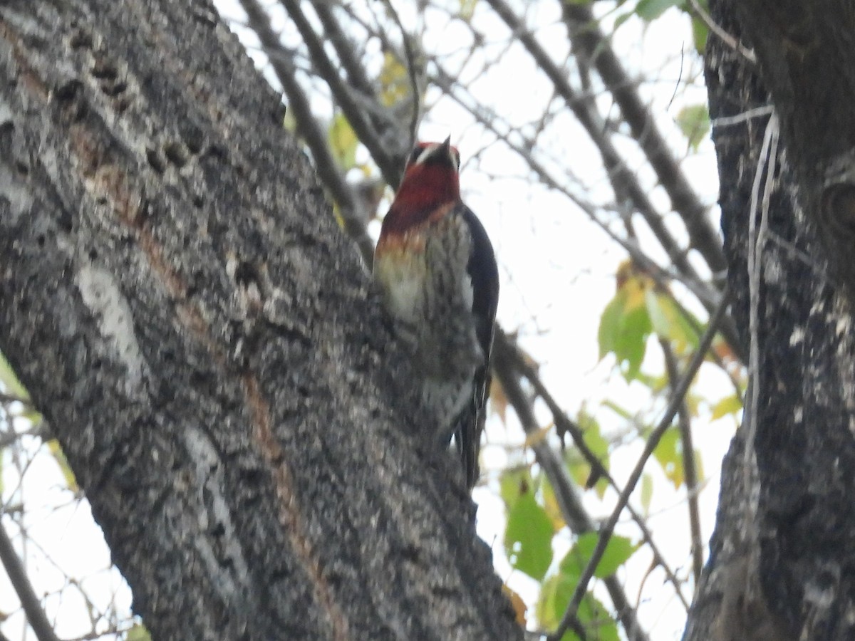 Chupasavia Pechirrojo - ML646032414