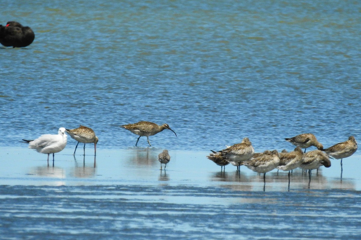 Eurasian Whimbrel - ML646032415