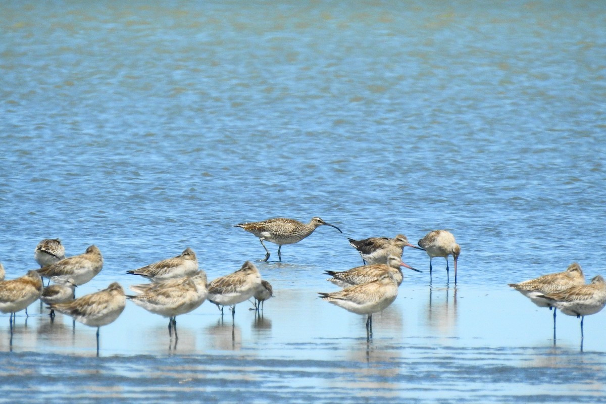Eurasian Whimbrel - ML646032416