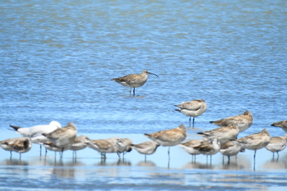 Eurasian Whimbrel - ML646032417