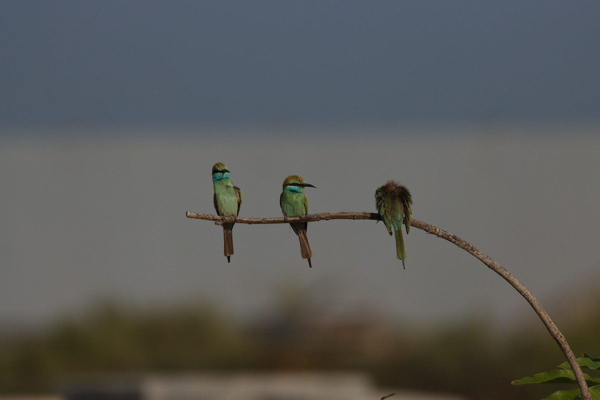 Arabian Green Bee-eater - ML646032420