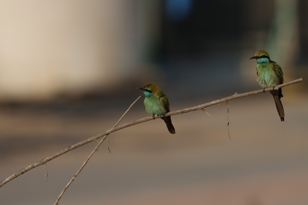 Arabian Green Bee-eater - ML646032421