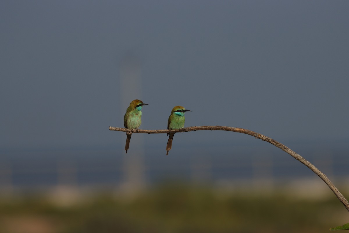 Arabian Green Bee-eater - ML646032422