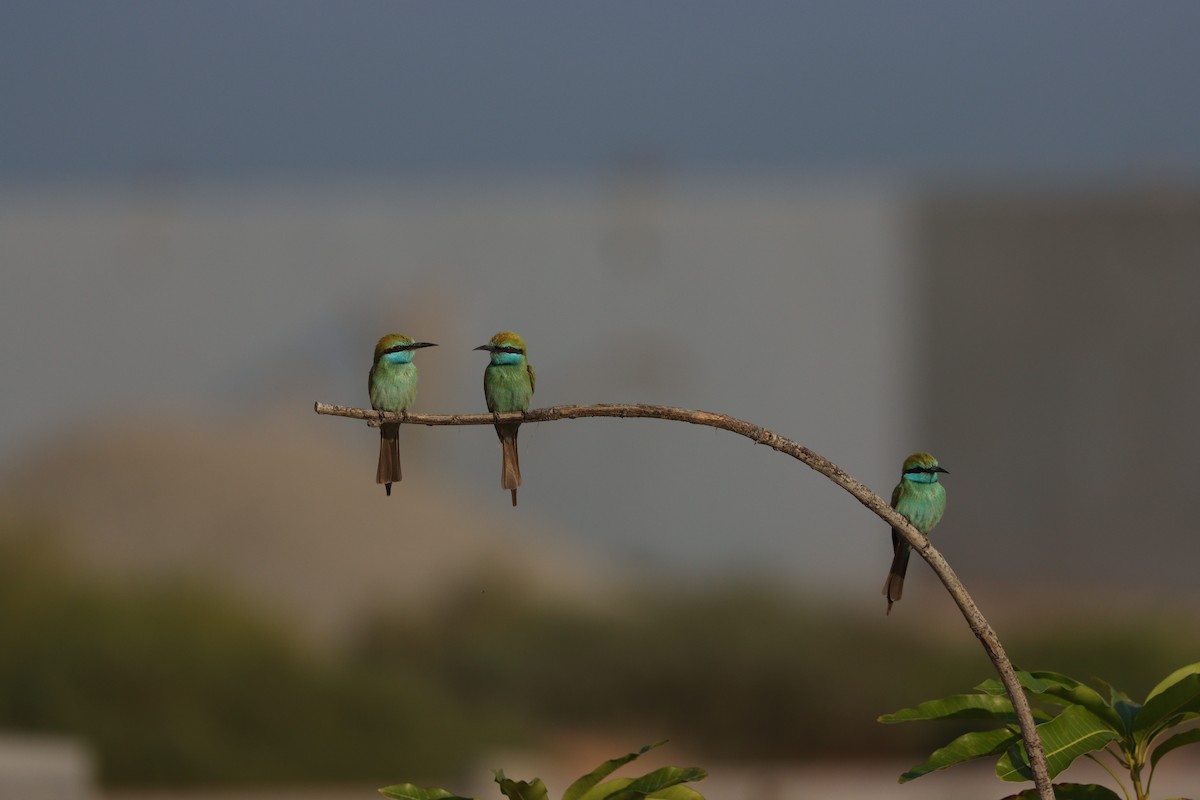 Arabian Green Bee-eater - ML646032423