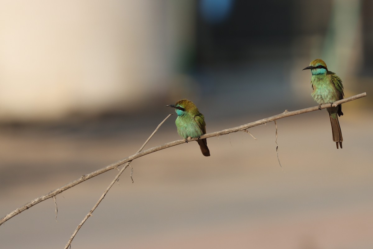 Arabian Green Bee-eater - ML646032424