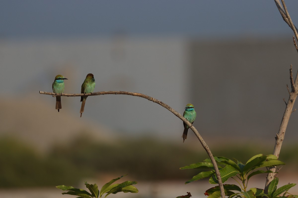 Arabian Green Bee-eater - ML646032425