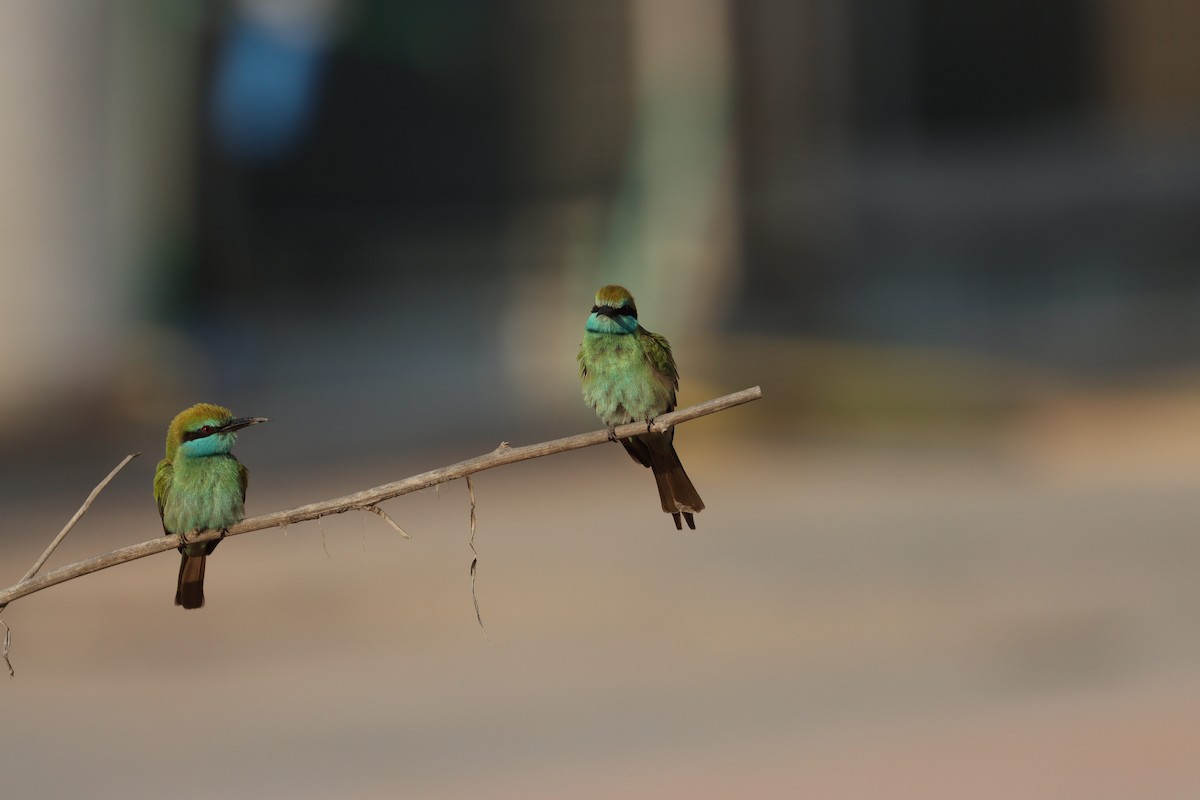 Arabian Green Bee-eater - ML646032426