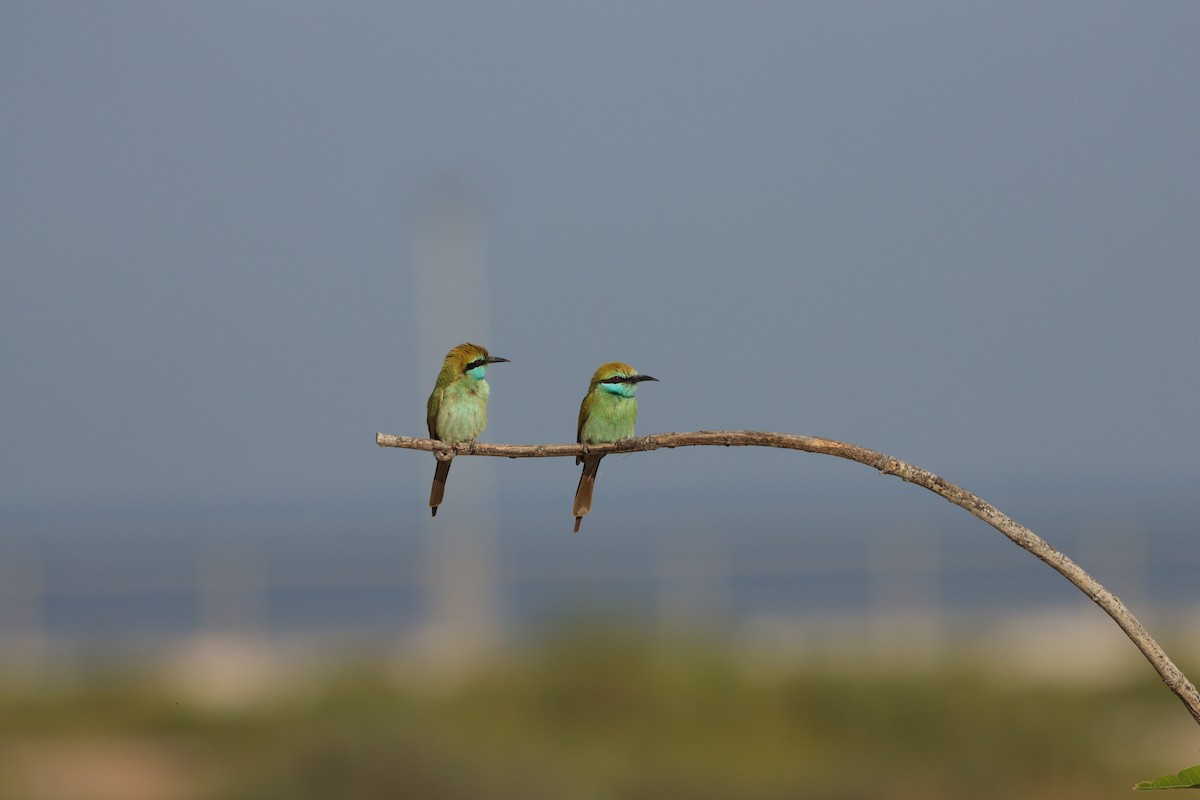 Arabian Green Bee-eater - ML646032427