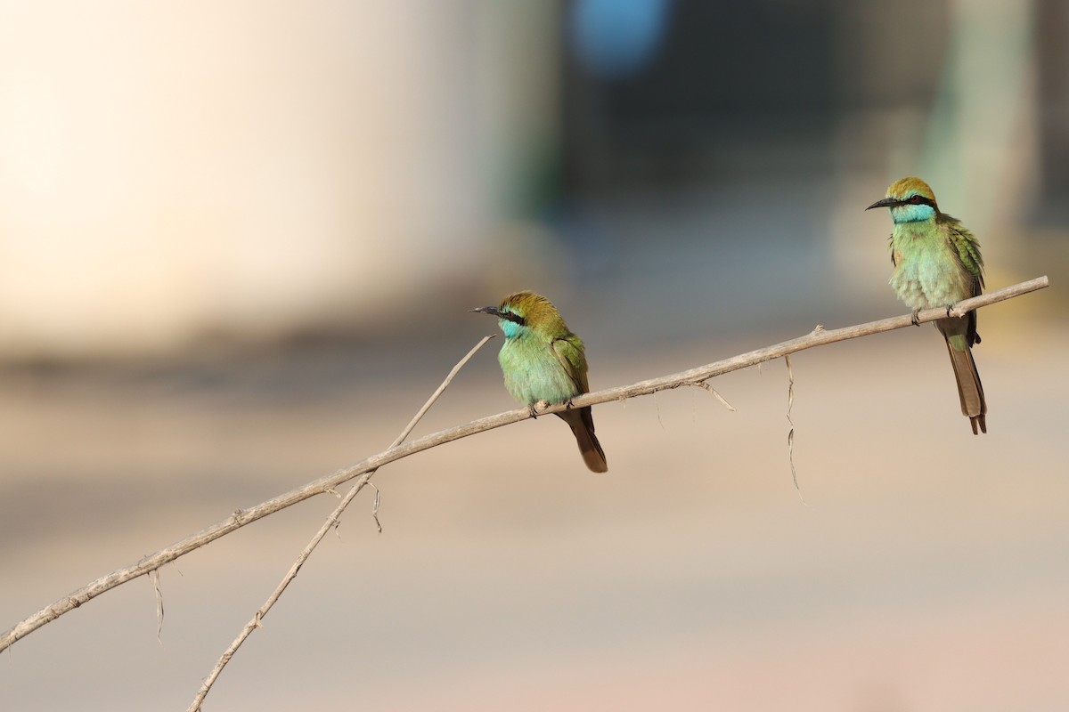 Arabian Green Bee-eater - ML646032428