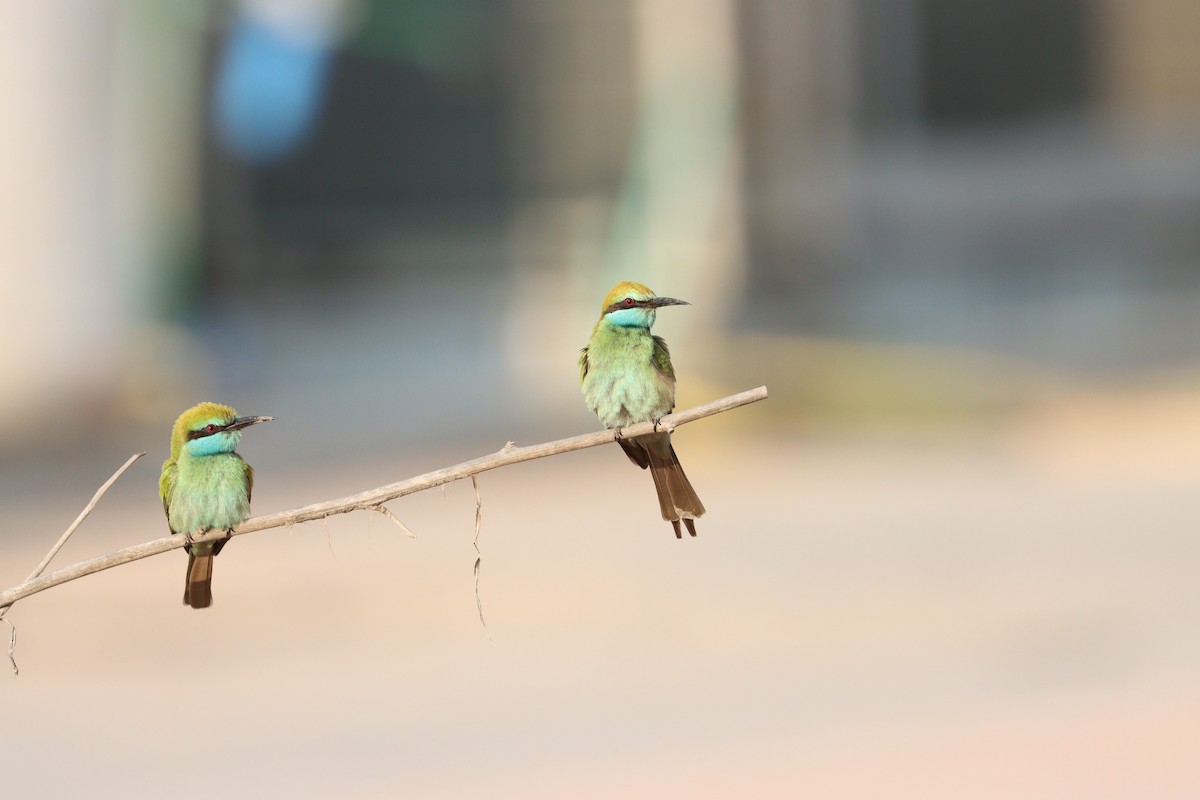 Arabian Green Bee-eater - ML646032429