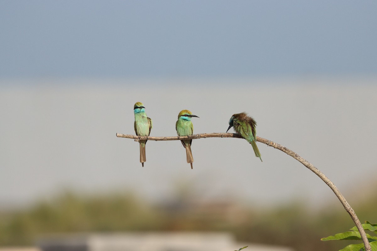 Arabian Green Bee-eater - ML646032430
