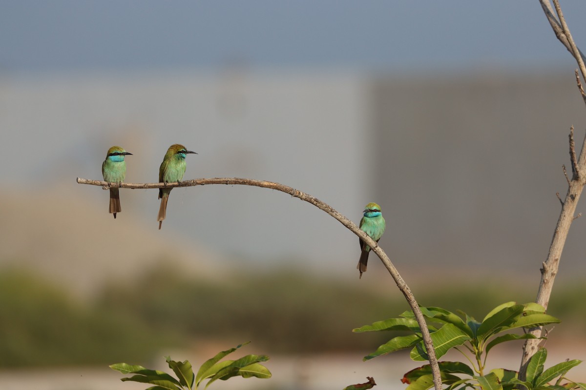 Arabian Green Bee-eater - ML646032431