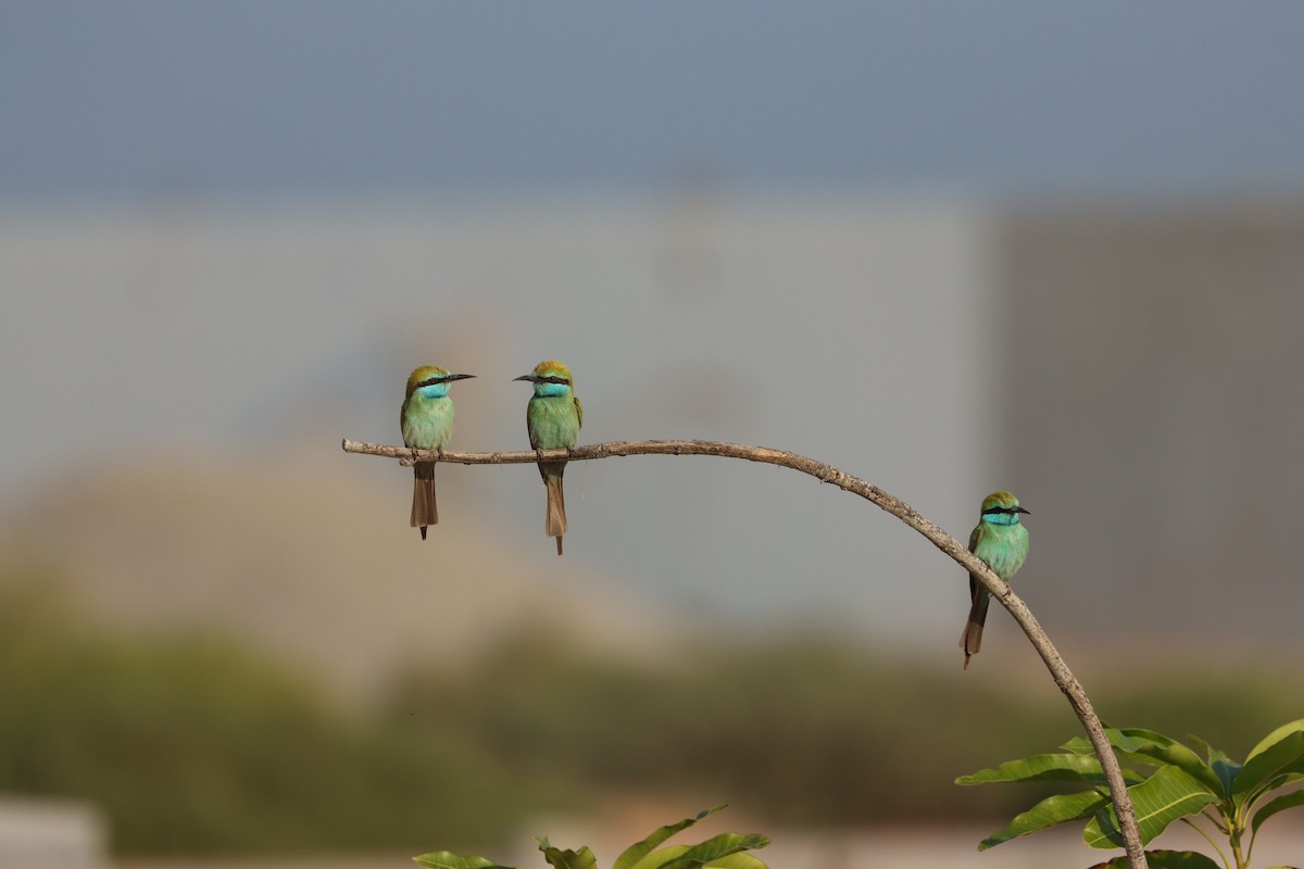 Arabian Green Bee-eater - ML646032432