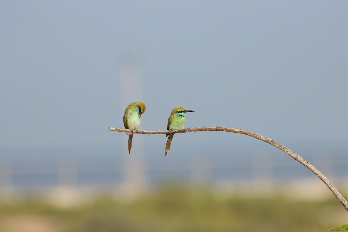 Arabian Green Bee-eater - ML646032433