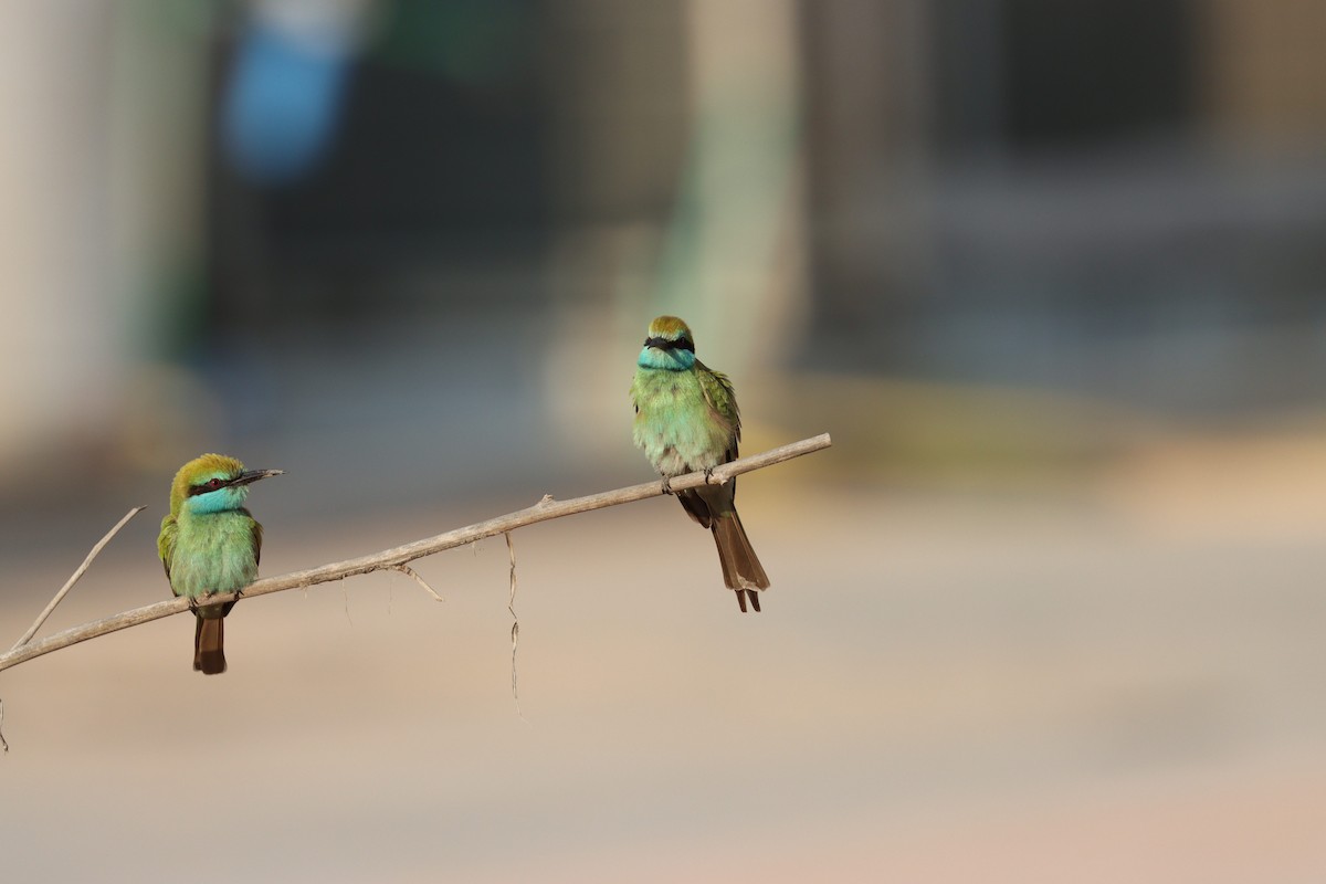 Arabian Green Bee-eater - ML646032434