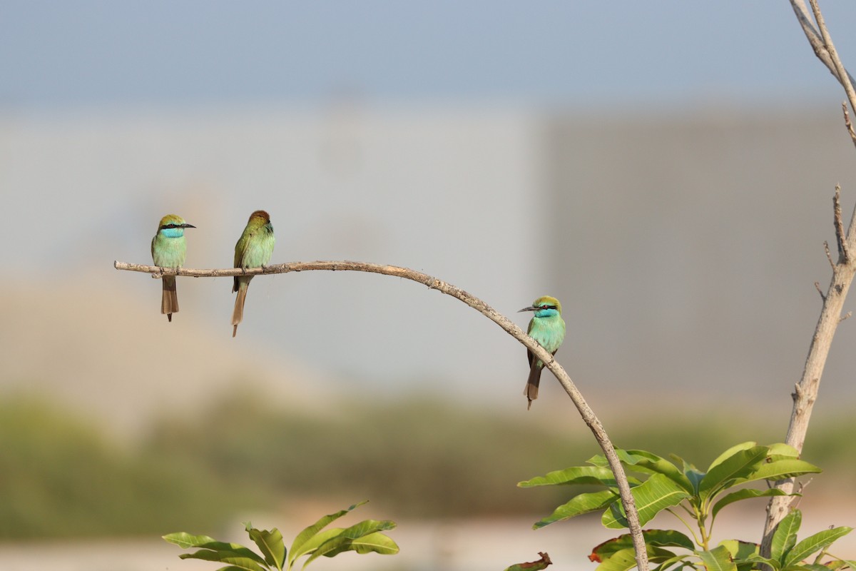 Arabian Green Bee-eater - ML646032435