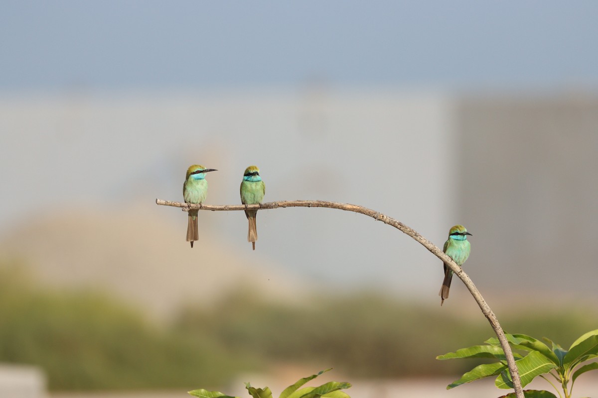 Arabian Green Bee-eater - ML646032436