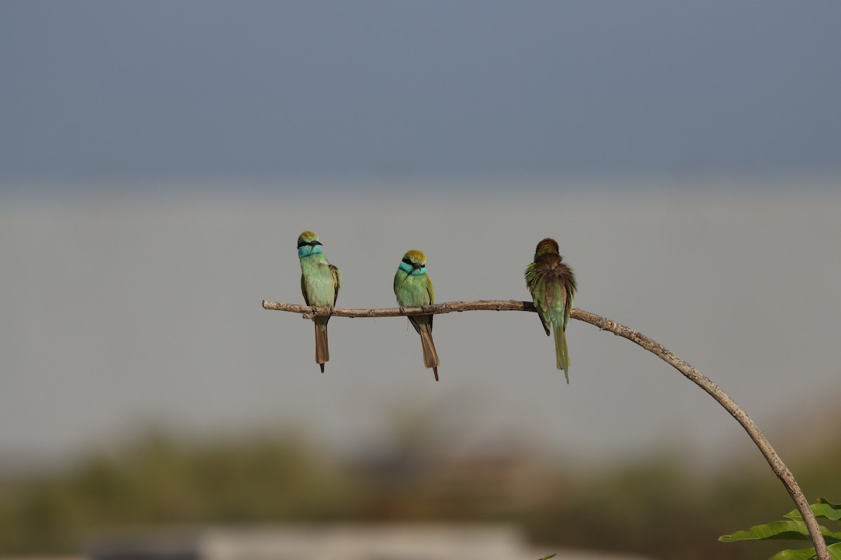 Arabian Green Bee-eater - ML646032437