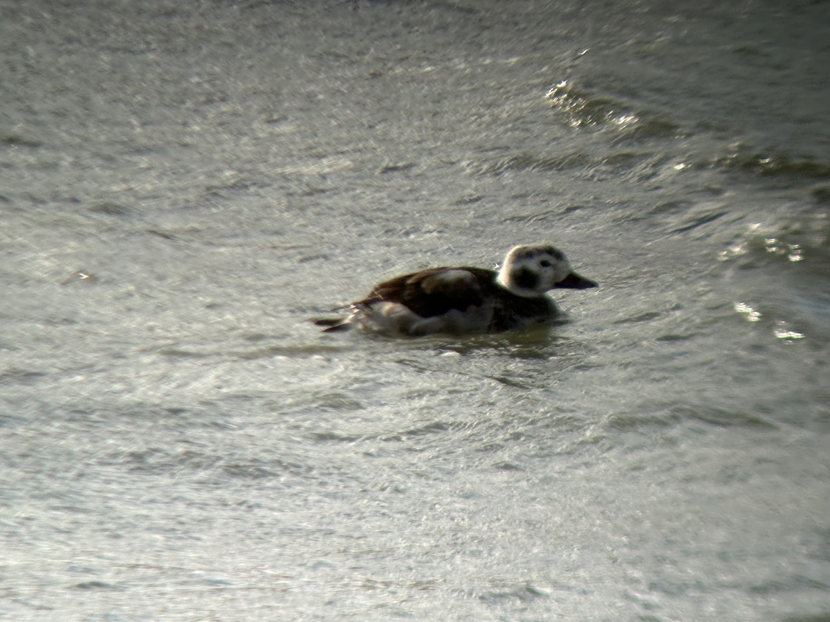 hoholka lední - ML646032442