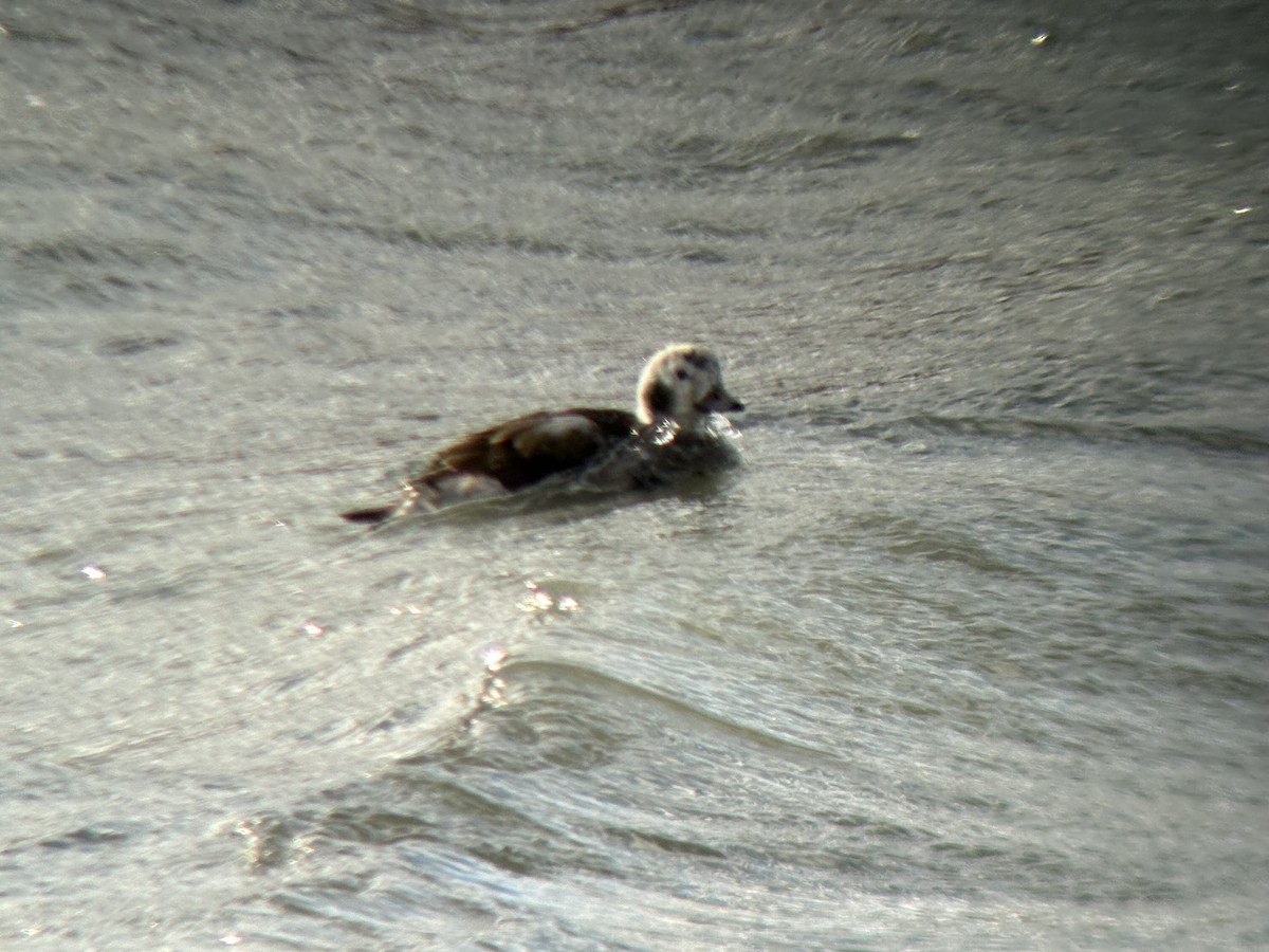 hoholka lední - ML646032443