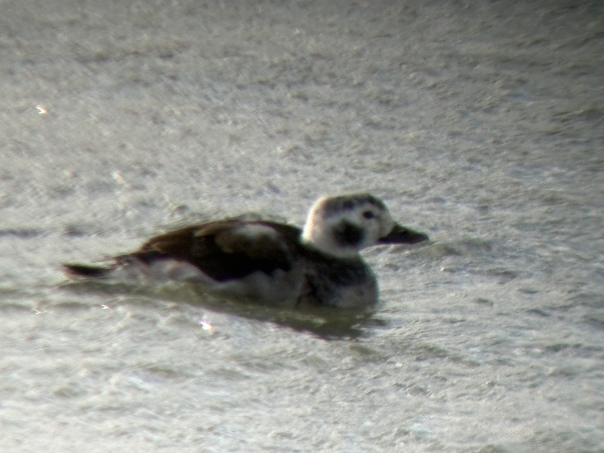 hoholka lední - ML646032444