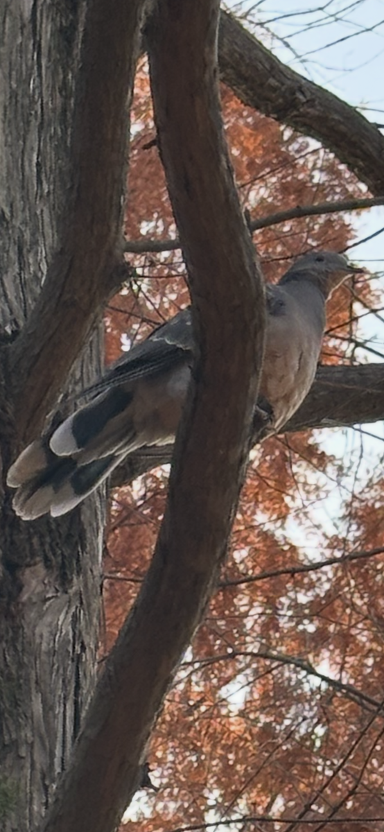 hrdlička východní - ML646032447