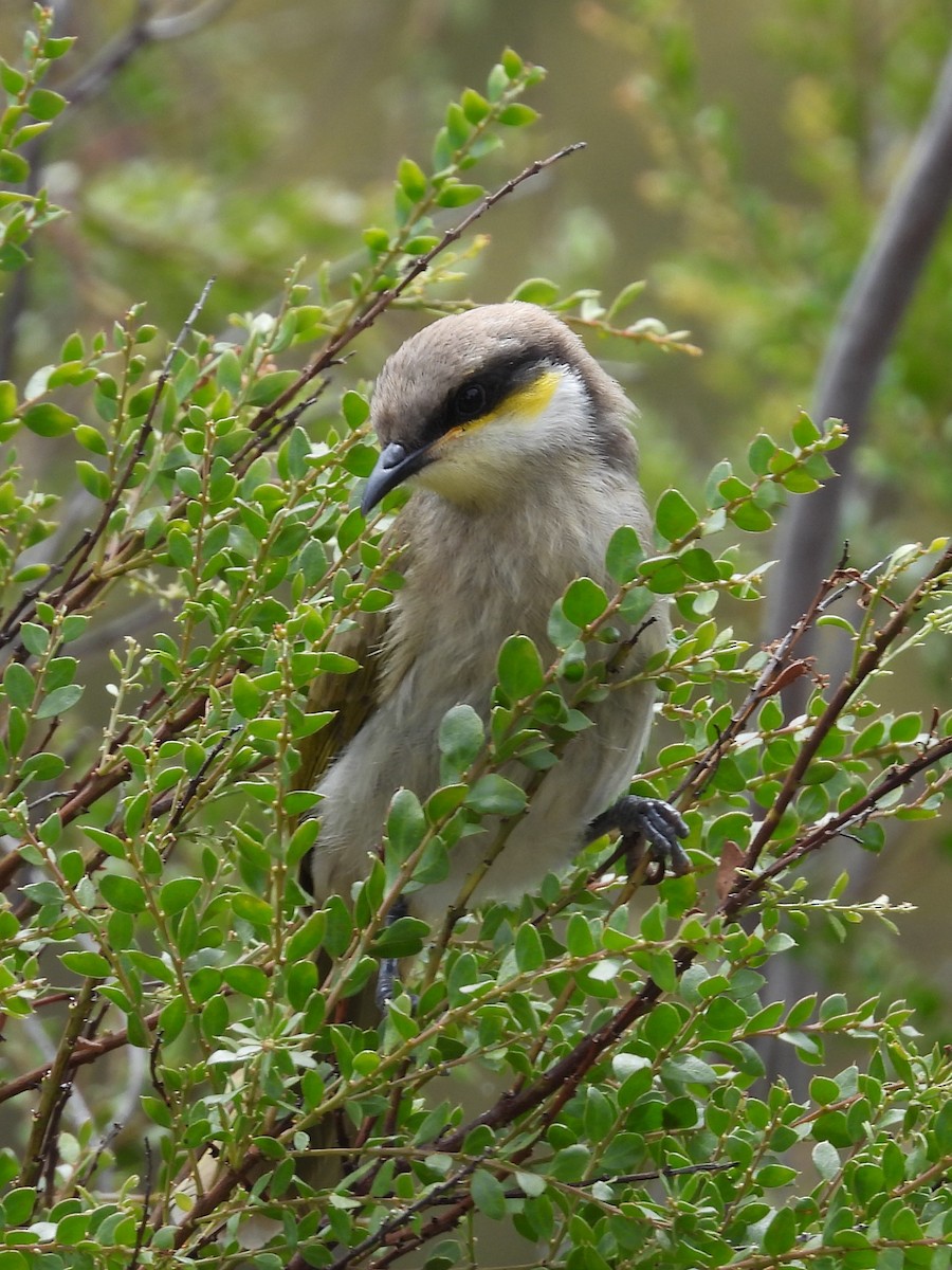 Singing Honeyeater - ML646032449