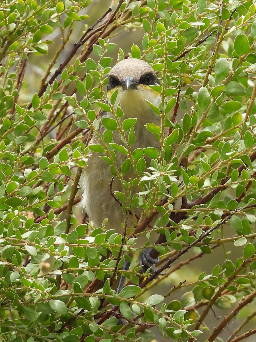 Singing Honeyeater - ML646032450